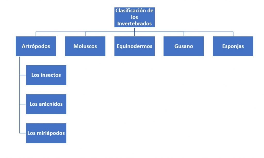 Clasificación de los Invertebrados