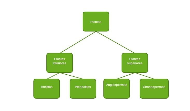 clasificación de las plantas