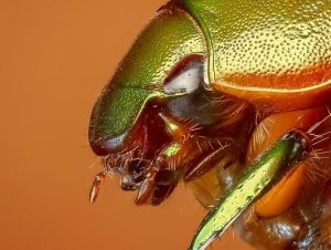 Escarabajo, insecto