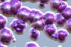 bacteria