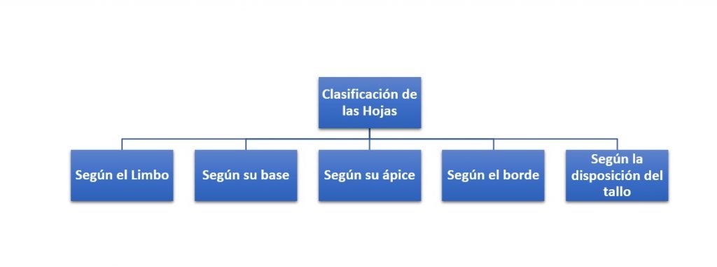 Clasificación de las Hojas