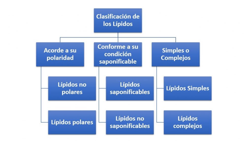 clasificación de los lípidos