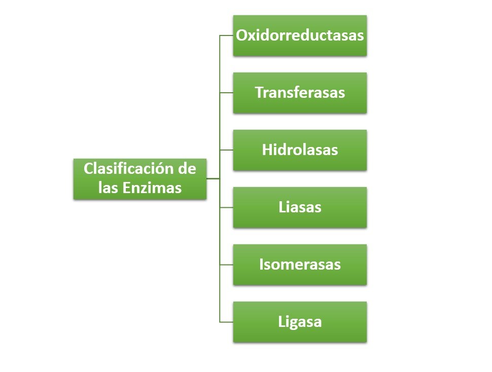 Clasificación de las Enzimas ¿Cómo se clasifican?