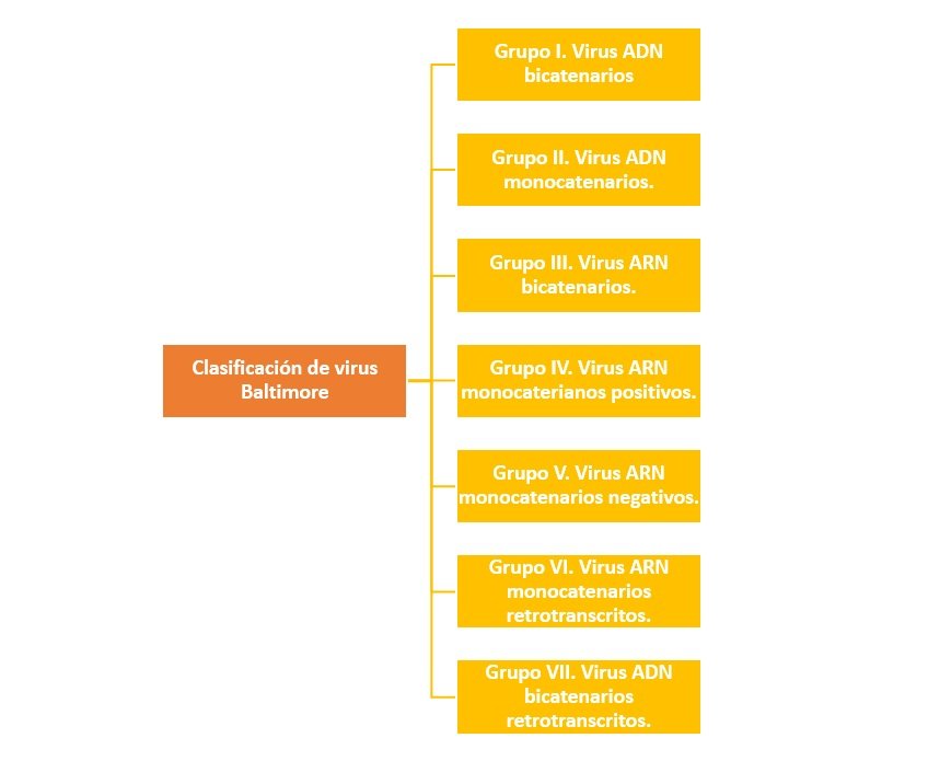 Clasificación de virus Baltimore