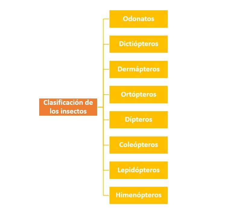 Clasificación de Insectos