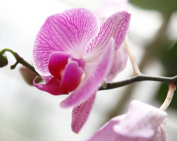 Tipos de orquídeas - ¿Cuáles son?
