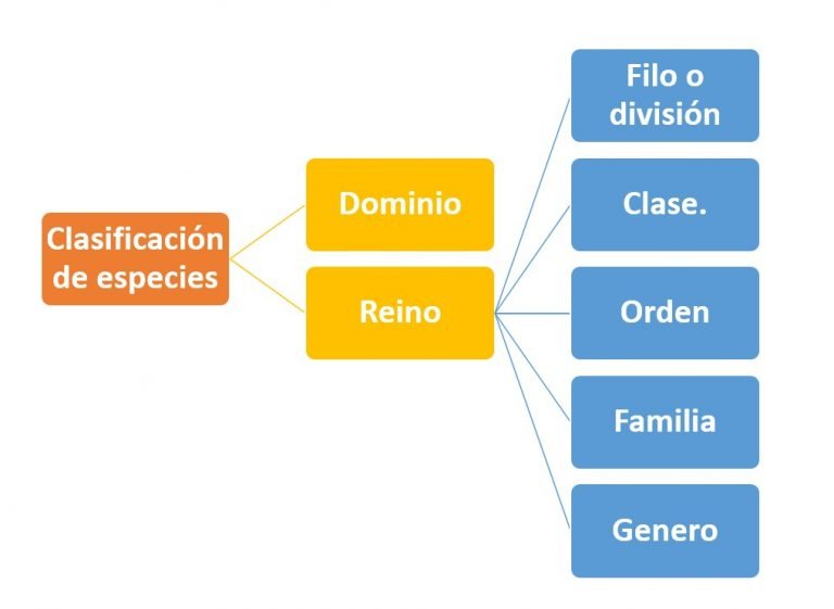 Clasificación de especies ¿Cómo se clasifican? Clasificación de especies ¿Cómo se clasifican?