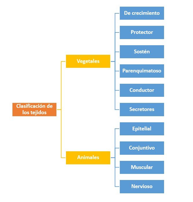 Clasificación de los tejidos