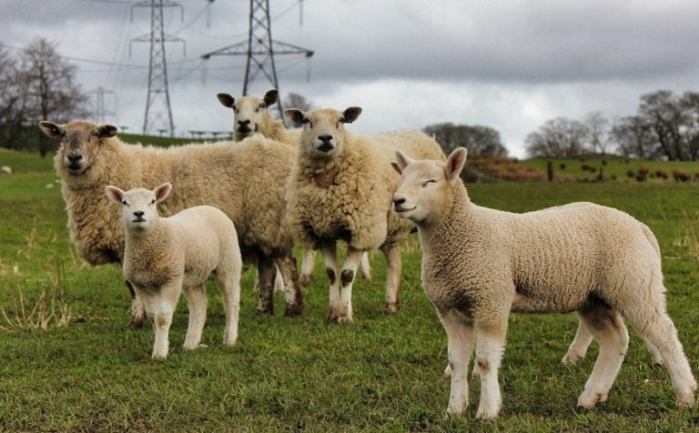 Tipos de Ganados - ¿Cuáles son?