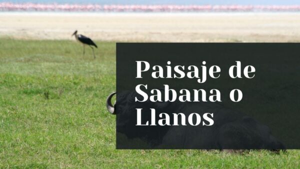 Paisaje de Sabana o Llanos