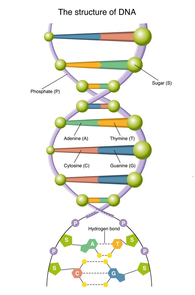 Ejemplos de Ácidos Nucleicos