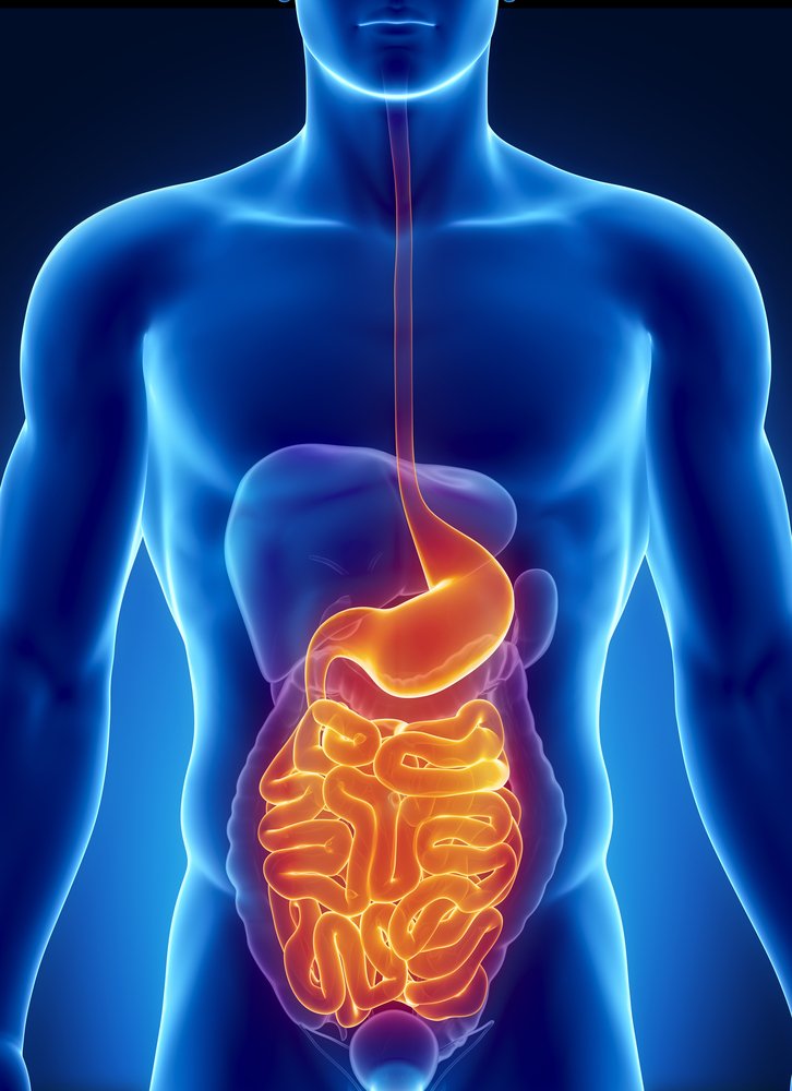 digestion ejemplos de Cambios Químicos