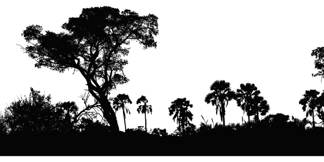 selva humeda tropical Ejemplos De Ecosistema Terrestre