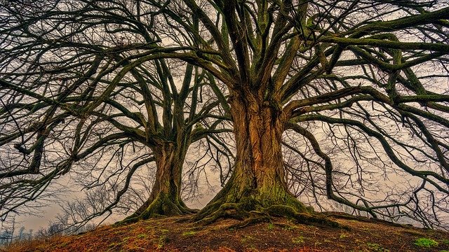 Ejemplos De Árbol De Problemas
