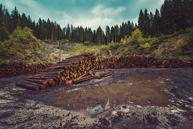 deforestacion Ejemplos de Problemas Ambientales