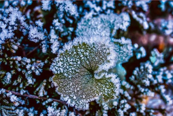 Ejemplos de sublimación inversa