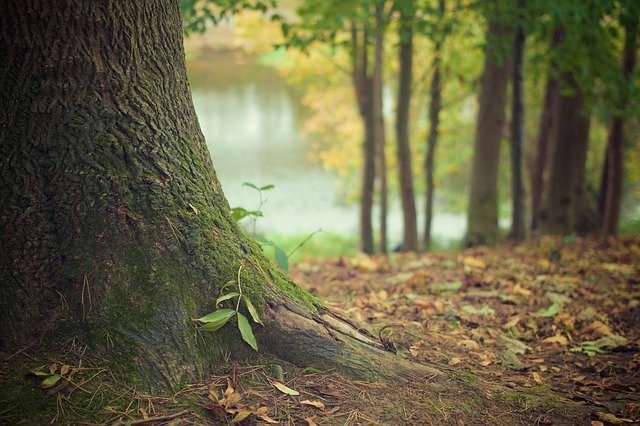 Instructivos para niños de Cómo sembrar un árbol