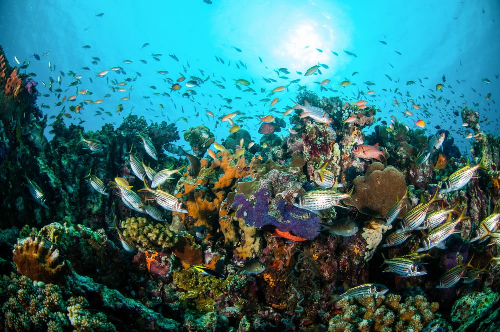 Biodiversidad marina ejemplos de Biotecnología Azul