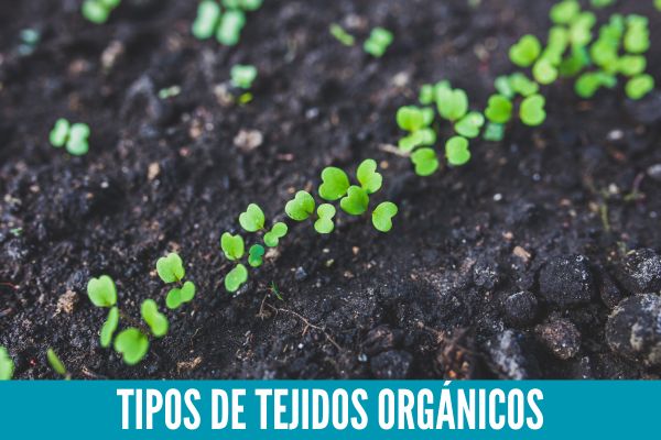 Tipos de Tejidos Orgánicos