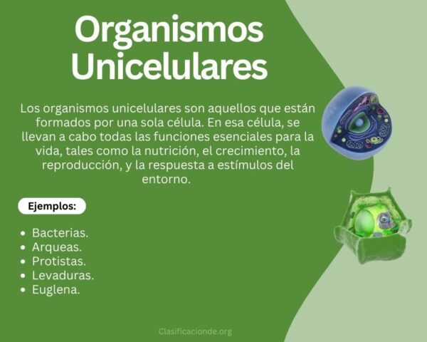 Ejemplos de Organismos Unicelulares