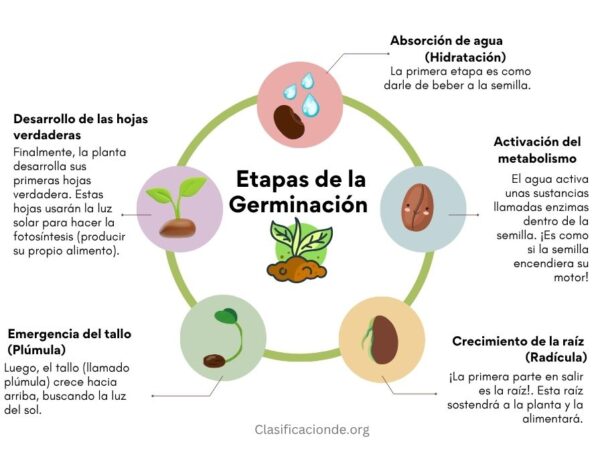 Etapas de la Germinación para Niños