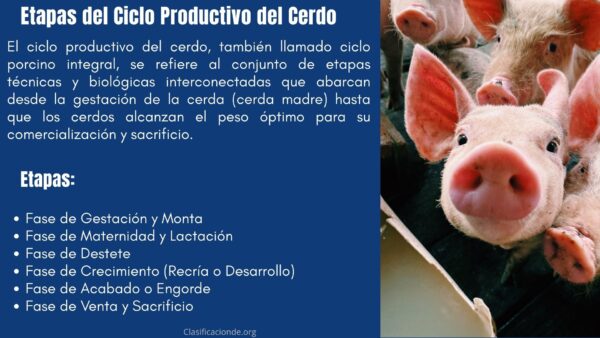 Etapas del Ciclo Productivo del Cerdo