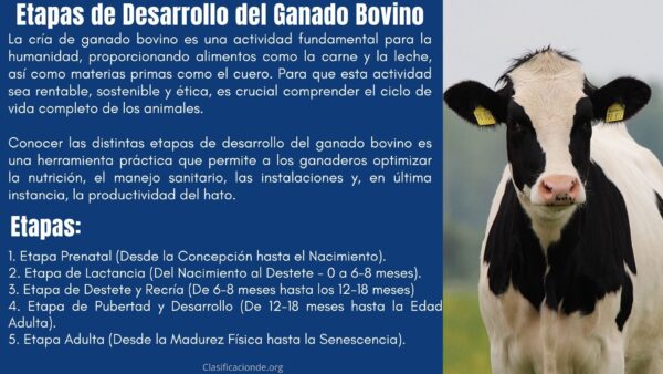 Etapas de Desarrollo del Ganado Bovino
