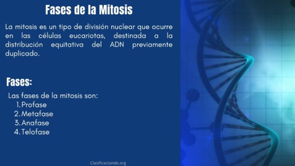 Fases de la Mitosis
