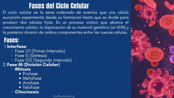 Fases del Ciclo Celular