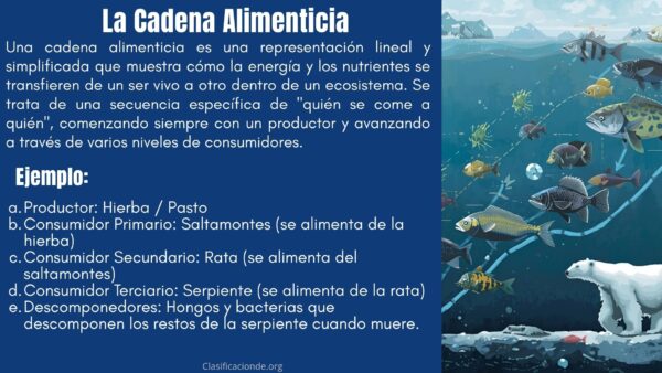 Ejemplos de Cadena Alimenticia