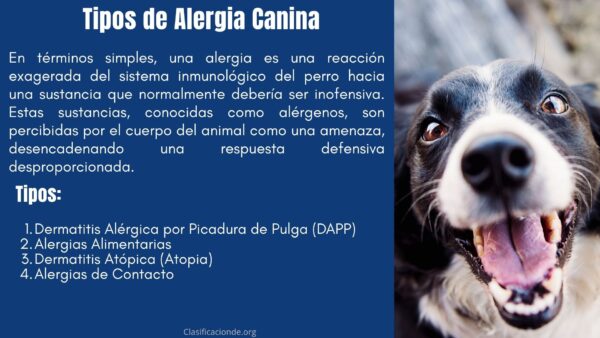 Tipos de Alergia Canina
