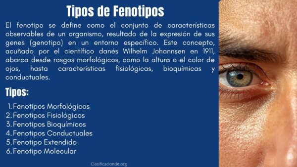 Tipos de Fenotipos