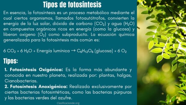 Tipos de fotosíntesis
