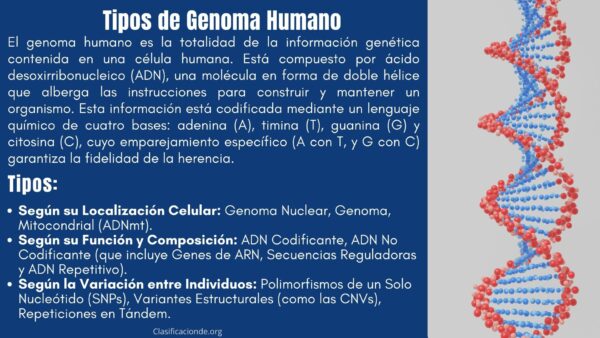Tipos de Genoma Humano