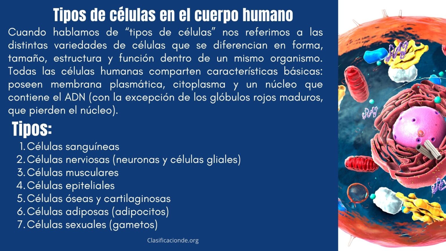 7 Tipos de células en el cuerpo humano - ¿Cómo se clasifican?