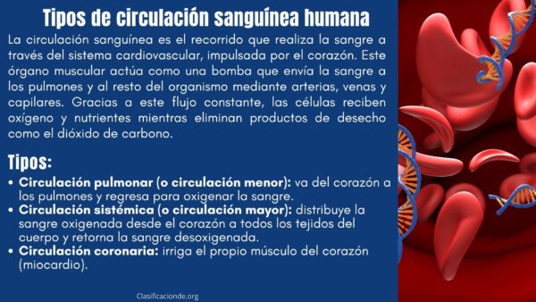 Tipos de circulación sanguínea humana