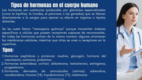 Tipos de hormonas en el cuerpo humano