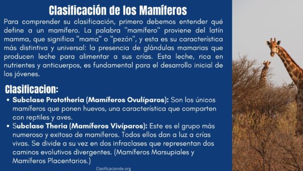 Clasificación de los Mamíferos