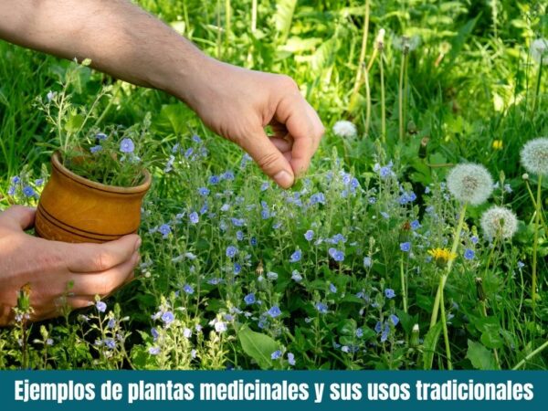 Ejemplos de plantas medicinales y sus usos tradicionales