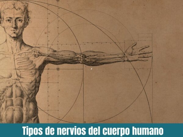 Tipos de nervios del cuerpo humano